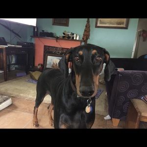 Meet your Posher, Flora